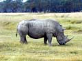 10-10-02 white rino on nakuru game park